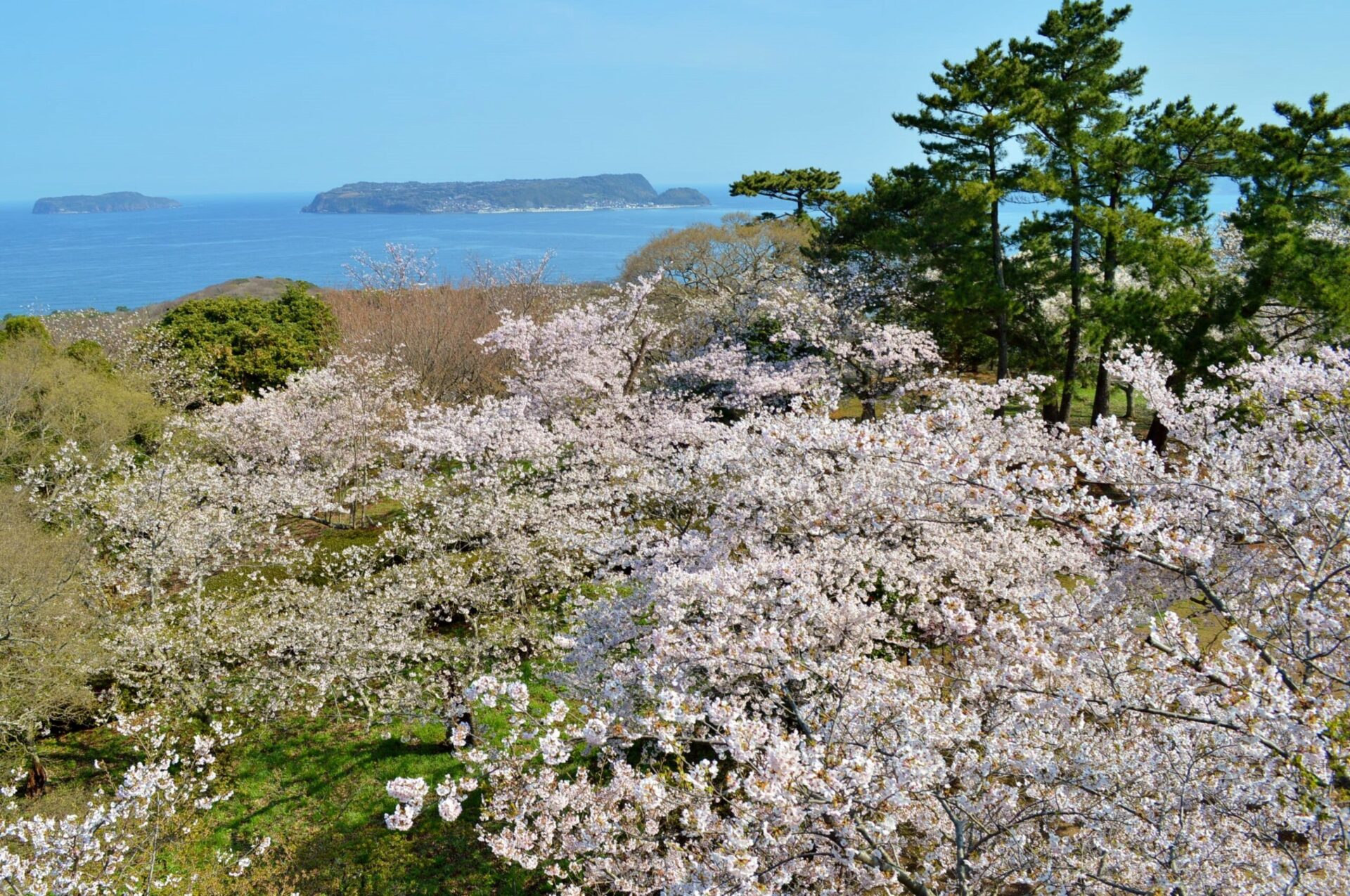 笠山山頂展望台の桜